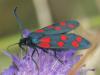 Zygaena transalpina hippocrepidis
